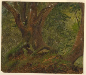 I skogen, Jamaica